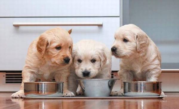 养宠物注意事项:小狗拉不屎更快的解决方案 养宠物注意事项:小狗拉不屎更快的解决方案