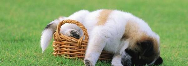 幼狗尤其爱喝水,必须操纵吗?给狗狗饮水必须注意什么? 幼狗尤其爱喝水,必须操纵吗?给狗狗饮水必须注意什么?