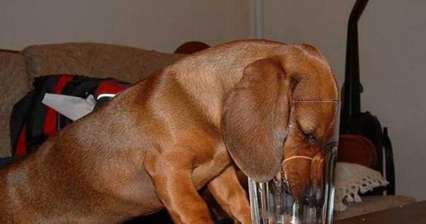 幼狗尤其爱喝水,必须操纵吗?给狗狗饮水必须注意什么? 幼狗尤其爱喝水,必须操纵吗?给狗狗饮水必须注意什么?