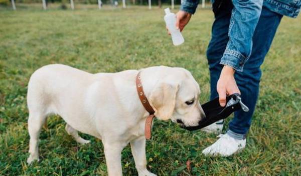 幼狗尤其爱喝水,必须操纵吗?给狗狗饮水必须注意什么? 幼狗尤其爱喝水,必须操纵吗?给狗狗饮水必须注意什么?