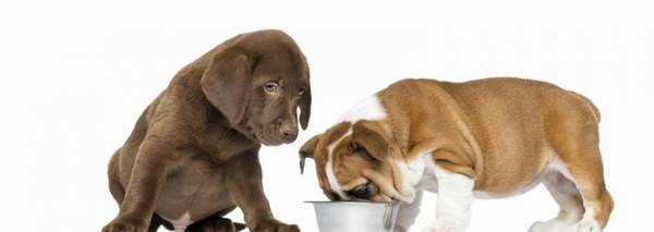 狗狗可以吃榴莲吗?狗狗不可以吃什么东西呢? 狗狗可以吃榴莲吗?狗狗不可以吃什么东西呢?