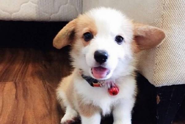 狗狗可以吃榴莲吗?狗狗不可以吃什么东西呢? 狗狗可以吃榴莲吗?狗狗不可以吃什么东西呢?