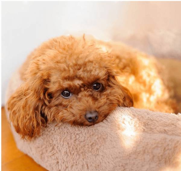 主人须知:泰迪忽然没胃口,大多数是这8个原因 主人须知:泰迪忽然没胃口,大多数是这8个原因