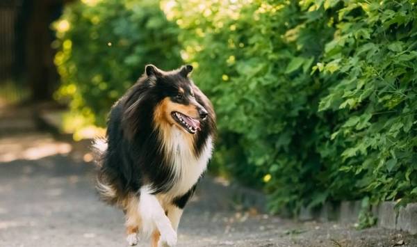 这几类“遛猫遛狗”习惯性,会造成狗狗“短寿”,主人要了解 这几类“遛猫遛狗”习惯性,会造成狗狗“短寿”,主人要了解