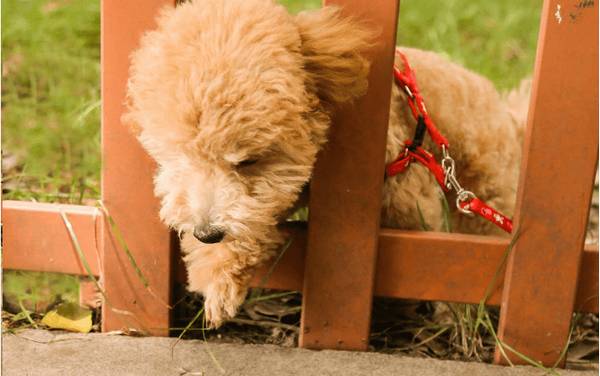 主人须知:泰迪忽然没胃口,大多数是这8个原因 主人须知:泰迪忽然没胃口,大多数是这8个原因