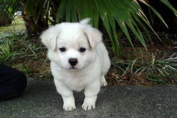 狗狗为什么要吃营养膏?狗狗营养膏什么品牌比较好? 狗狗为什么要吃营养膏?狗狗营养膏什么品牌比较好?