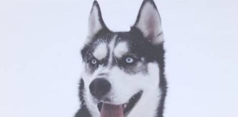 看过这5点,你还是会养哈士奇吗 看过这5点,你还是会养哈士奇吗