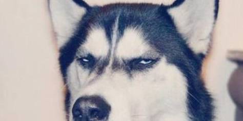 看过这5点,你还是会养哈士奇吗 看过这5点,你还是会养哈士奇吗