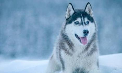 看过这5点,你还是会养哈士奇吗 看过这5点,你还是会养哈士奇吗