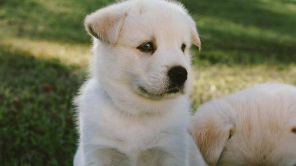 狗狗的身上有裂头蚴是会直接影响到他们的身心健康的, 狗狗的身上有裂头蚴是会直接影响到他们的身心健康的,