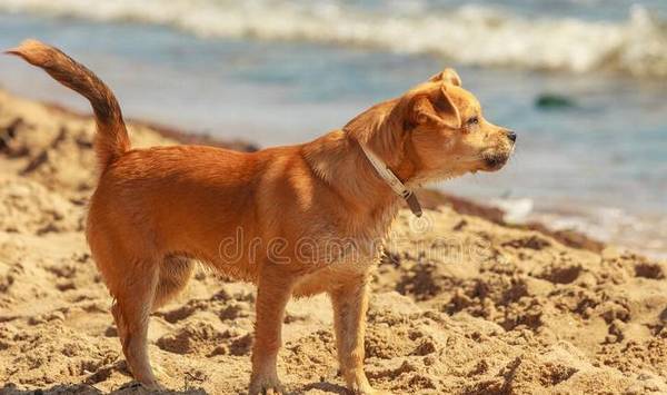 他人家的狗狗,不拴绳为什么不乱串 他人家的狗狗,不拴绳为什么不乱串