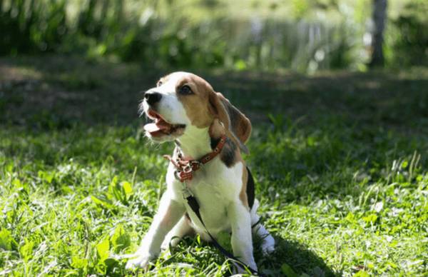 狗狗缺钙可以喝婴儿羊奶粉吗狗狗缺钙喂羊奶粉有什么用 狗狗缺钙可以喝婴儿羊奶粉吗狗狗缺钙喂羊奶粉有什么用
