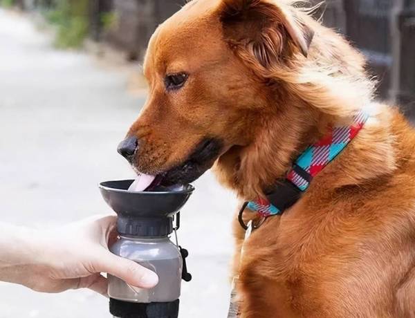 狗突然大量喝水,你需要注意背后的真相! 狗突然大量喝水,你需要注意背后的真相!