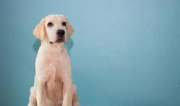 你讲话”,你都知道吗?别再让它难过 你讲话”,你都知道吗?别再让它难过