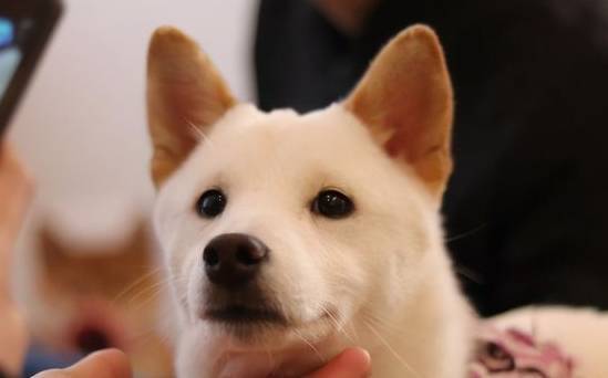 揭密:小狗每日究竟都是在想干什么?让我对你说 揭密:小狗每日究竟都是在想干什么?让我对你说