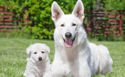 揭密:小狗每日究竟都是在想干什么?让我对你说 揭密:小狗每日究竟都是在想干什么?让我对你说