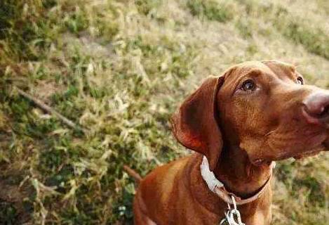 揭密:小狗每日究竟都是在想干什么?让我对你说 揭密:小狗每日究竟都是在想干什么?让我对你说