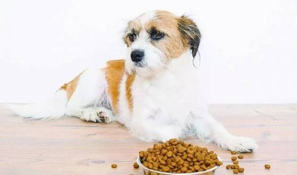 狗能每天吃鸡胸肉吗?喂养的注意事项是什么? 狗能每天吃鸡胸肉吗?喂养的注意事项是什么?