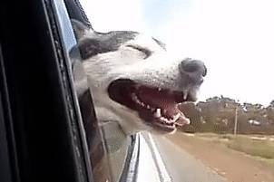 狗狗将头伸出车窗外的缘故,你了解好多个呢? 狗狗将头伸出车窗外的缘故,你了解好多个呢?