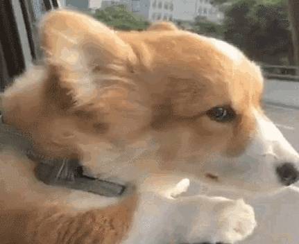 狗狗将头伸出车窗外的缘故,你了解好多个呢? 狗狗将头伸出车窗外的缘故,你了解好多个呢?