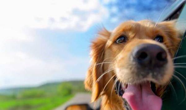 狗狗将头伸出车窗外的缘故,你了解好多个呢? 狗狗将头伸出车窗外的缘故,你了解好多个呢?