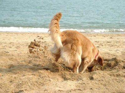 狗狗为什么经常刨土呢?原来是这种缘故 狗狗为什么经常刨土呢?原来是这种缘故