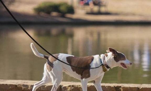 遛狗有益于狗狗身心健康 遛狗有益于狗狗身心健康