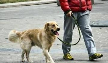 遛狗有益于狗狗身心健康 遛狗有益于狗狗身心健康