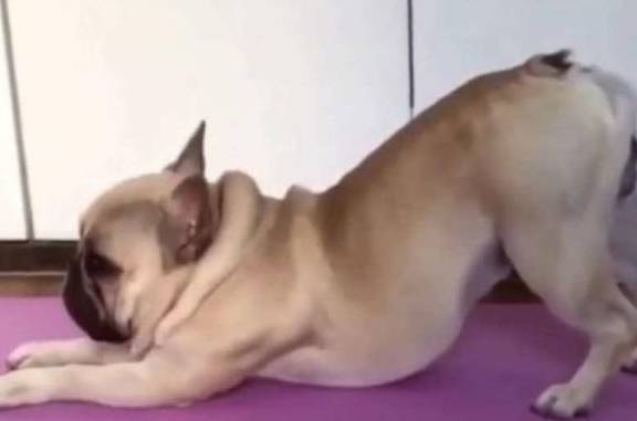 主人家对狗狗并不能肆无忌惮,很多个人行为是他们极其抵触的 主人家对狗狗并不能肆无忌惮,很多个人行为是他们极其抵触的