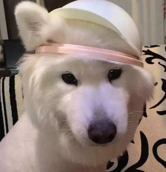 主人家对狗狗并不能肆无忌惮,很多个人行为是他们极其抵触的 主人家对狗狗并不能肆无忌惮,很多个人行为是他们极其抵触的