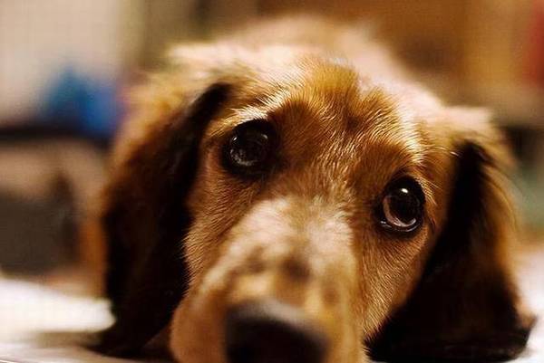 别单纯了,你觉得这6种情形,不容易让狗狗难过吗? 别单纯了,你觉得这6种情形,不容易让狗狗难过吗?