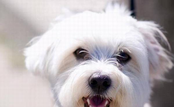 别单纯了,你觉得这6种情形,不容易让狗狗难过吗? 别单纯了,你觉得这6种情形,不容易让狗狗难过吗?