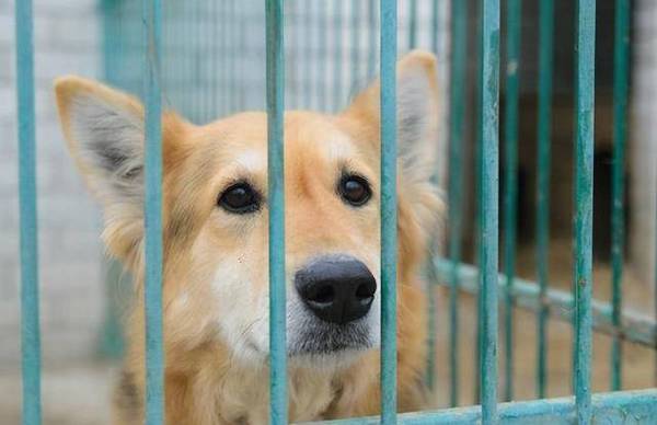 别单纯了,你觉得这6种情形,不容易让狗狗难过吗? 别单纯了,你觉得这6种情形,不容易让狗狗难过吗?