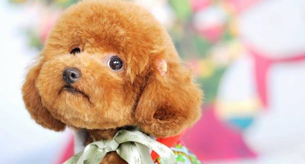 别再恐吓狗狗了,实际上他们也胆怯大部分宠物犬害怕的5件事 别再恐吓狗狗了,实际上他们也胆怯大部分宠物犬害怕的5件事