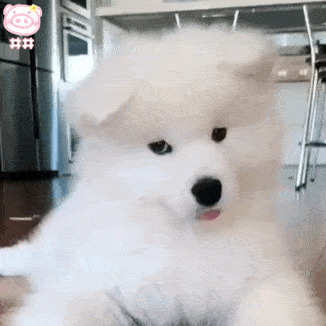 别再恐吓狗狗了,实际上他们也胆怯大部分宠物犬害怕的5件事 别再恐吓狗狗了,实际上他们也胆怯大部分宠物犬害怕的5件事