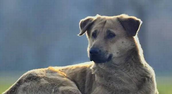 省时省力又划算的养宠物秘笈,铲屎官必不可少! 省时省力又划算的养宠物秘笈,铲屎官必不可少!