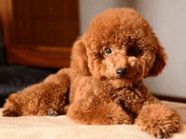 狗狗能吃哪些水果?小宠医生科谱狗狗能吃的新鲜水果 狗狗能吃哪些水果?小宠医生科谱狗狗能吃的新鲜水果