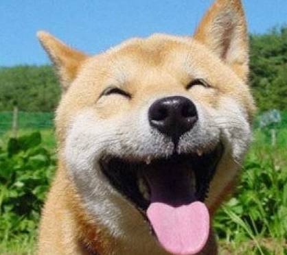 这5种小狗最好是别送养,要不然你会后悔的 这5种小狗最好是别送养,要不然你会后悔的