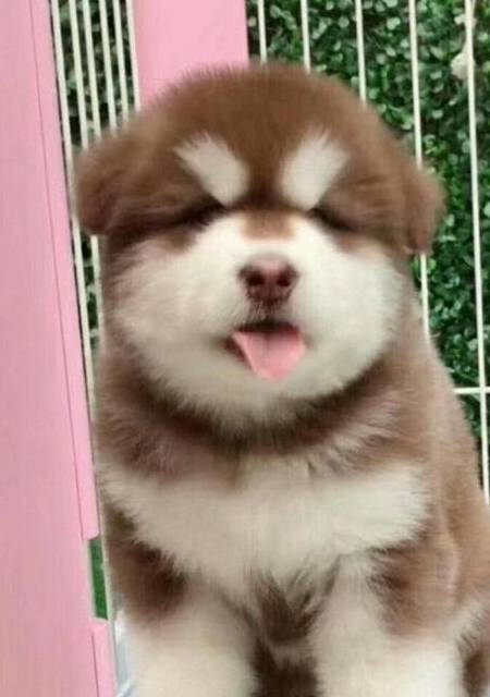 这5种小狗最好是别送养,要不然你会后悔的 这5种小狗最好是别送养,要不然你会后悔的