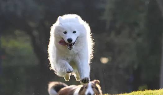 狗狗不爱吃饭应该怎么办?了解这三招,让你轻松解决! 狗狗不爱吃饭应该怎么办?了解这三招,让你轻松解决!