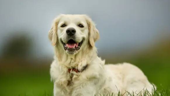 狗狗不爱吃饭应该怎么办?了解这三招,让你轻松解决! 狗狗不爱吃饭应该怎么办?了解这三招,让你轻松解决!