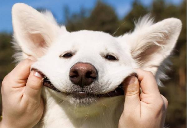 狗狗这几个特性,是白眼狼的具体表现,这狗白养了 狗狗这几个特性,是白眼狼的具体表现,这狗白养了