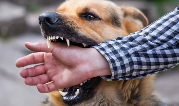 狗狗这几个特性,是白眼狼的具体表现,这狗白养了 狗狗这几个特性,是白眼狼的具体表现,这狗白养了