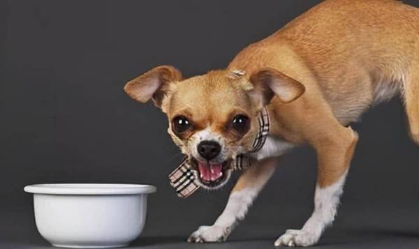 狗狗这几个特性,是白眼狼的具体表现,这狗白养了 狗狗这几个特性,是白眼狼的具体表现,这狗白养了