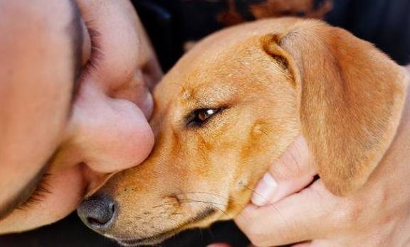 狗狗总是“呜呜”叫,其实这是想表述这一些事 狗狗总是“呜呜”叫,其实这是想表述这一些事