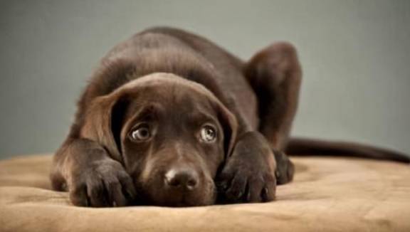 狗狗总是“呜呜”叫,其实这是想表述这一些事 狗狗总是“呜呜”叫,其实这是想表述这一些事