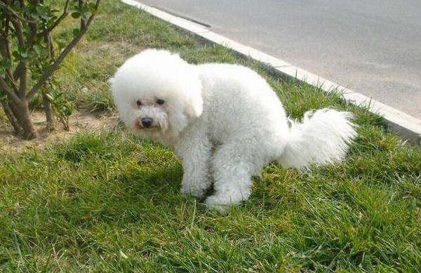 比熊大便前为啥要转圈?不懂身后原因,就别养狗了 比熊大便前为啥要转圈?不懂身后原因,就别养狗了