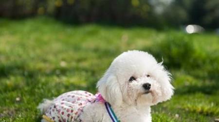 发情期如何照顾母狗?只要你把这些事情做好,宠物主人就不用担心了! 发情期如何照顾母狗?只要你把这些事情做好,宠物主人就不用担心