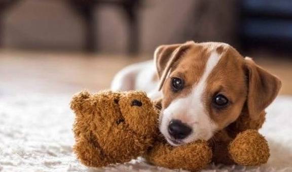 发情期如何照顾母狗?只要你把这些事情做好,宠物主人就不用担心了! 发情期如何照顾母狗?只要你把这些事情做好,宠物主人就不用担心