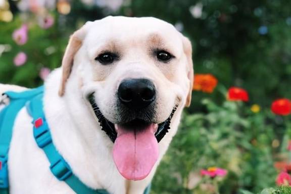 养狗,劝你不要养“拉布拉多”,身后有这几个原因 养狗,劝你不要养“拉布拉多”,身后有这几个原因